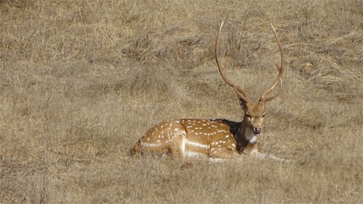 Cheetal stag at rest in Ranthambore
