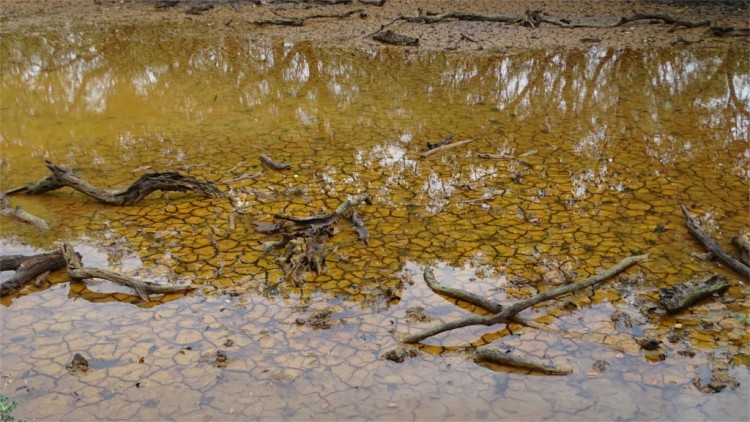 Large puddle in baked mud, Bhitarkanika National Park